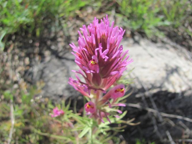 Wild blooms