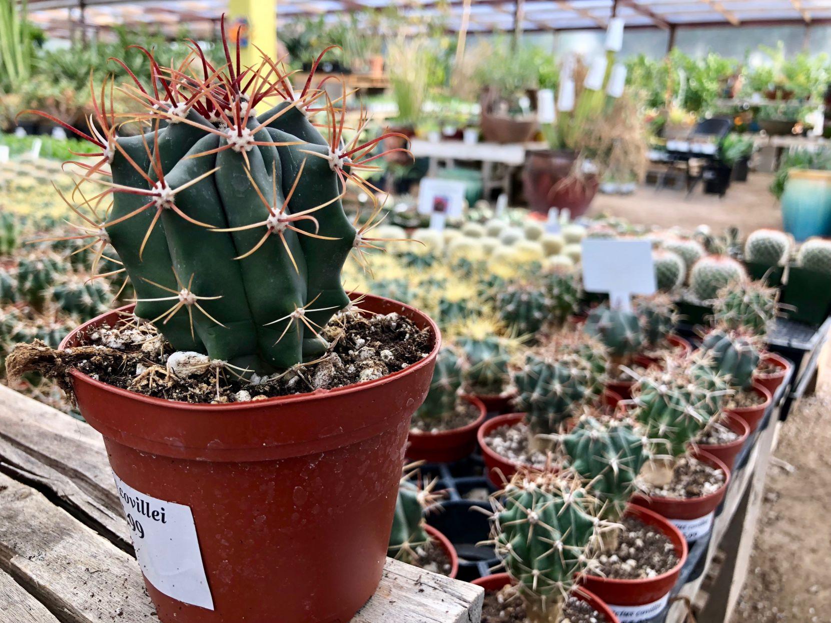 Cactus Of The Month 3 Reasons We Love This Little Barrel Cactus Tucson Life Tucson Com