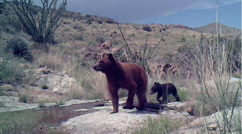 Bear cub in Chiricahua Mountains