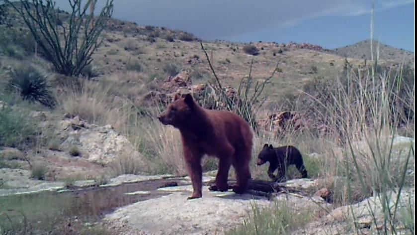 Mama Black Bear Finally Has Enough When Her Cub Won't Listen - A-Z Animals