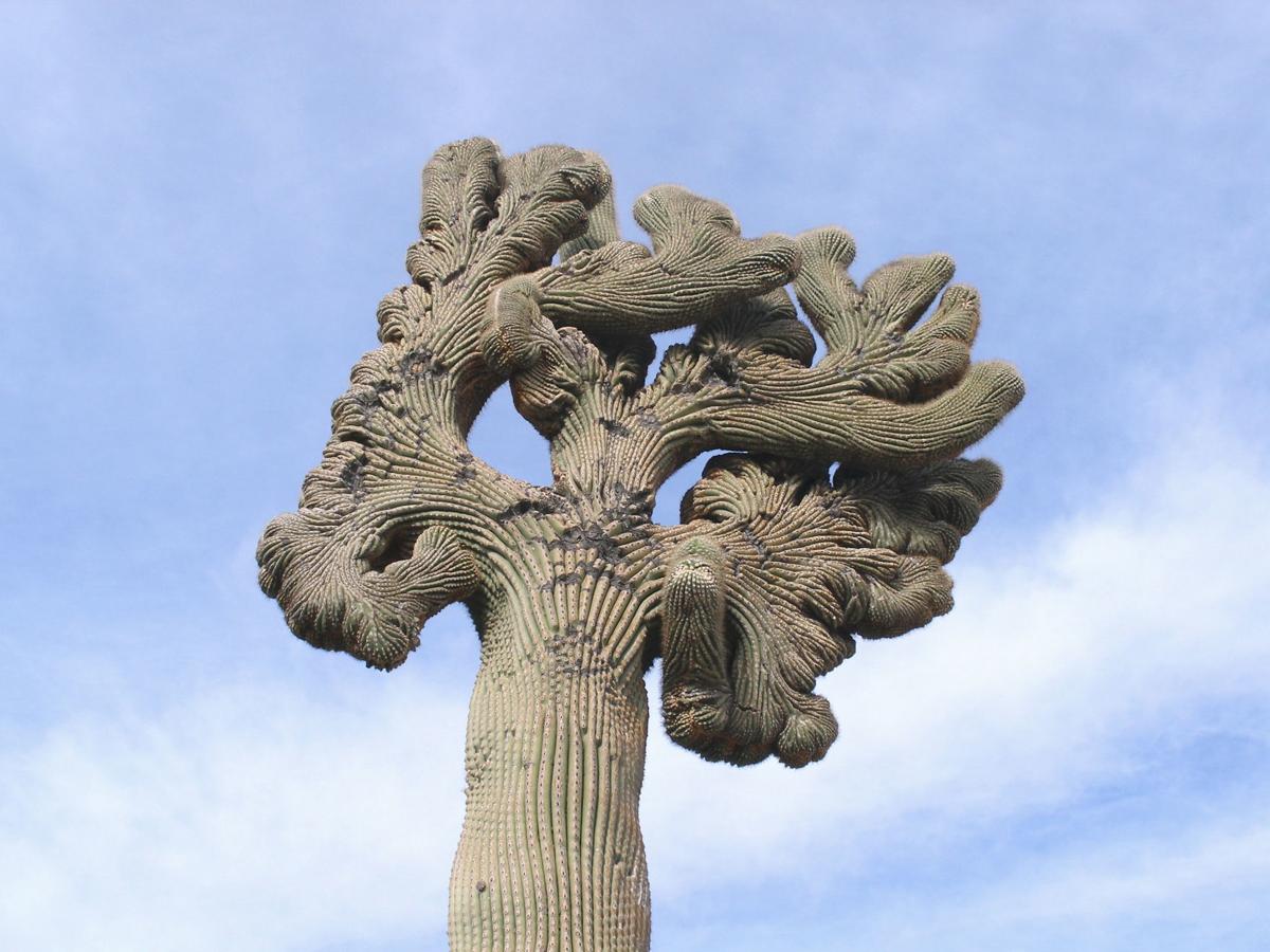 The "crest quest" has found 2,237 rare crested saguaros around Tucson,  elsewhere