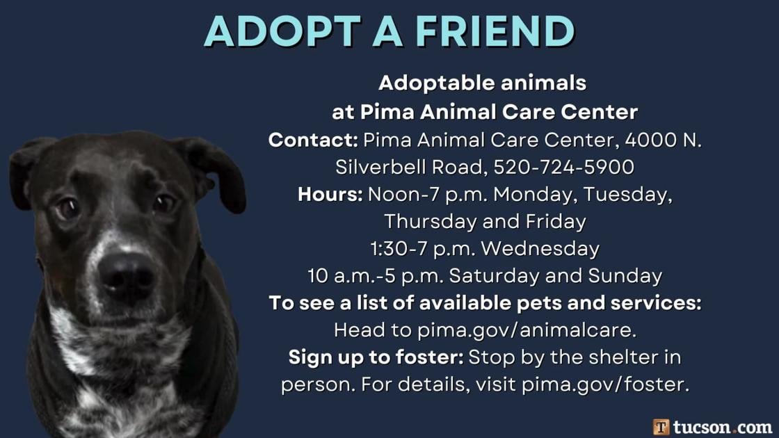 Adopt a friend: Local pets up for adoption for February 15