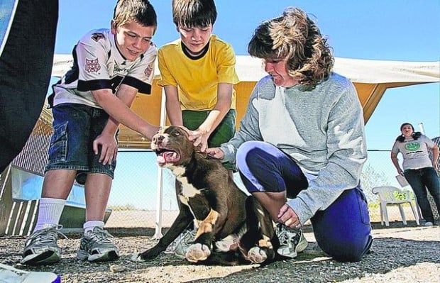 Animal rescuers seeking volunteers  