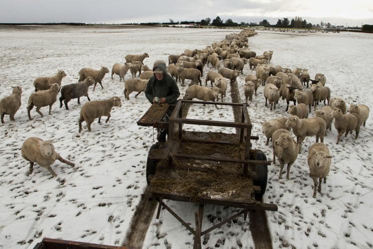 New Zealand Sheep Numbers