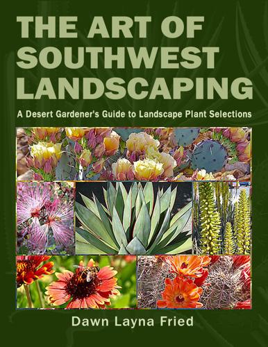 Desert cactus landscape in Arizona