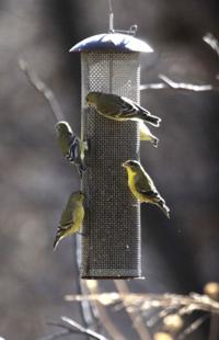 Paton's Birder Haven to be sold