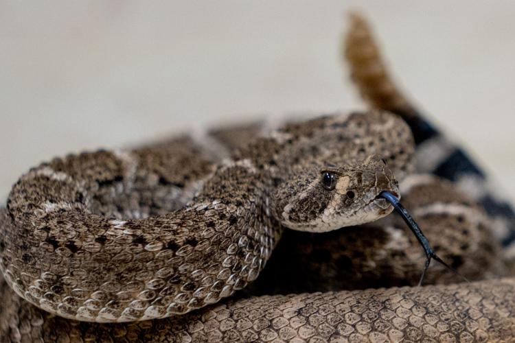 Arizona's monsoon season is when rattlers, toads get busy