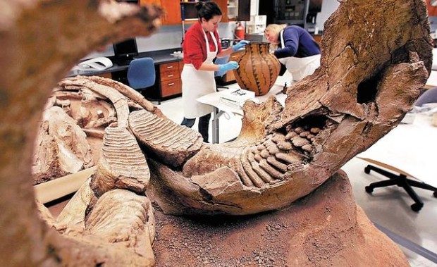 Bones of prehistoric mammoth readied for Rio Nuevo museum  
