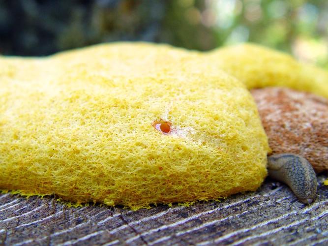 Compost heap can contain yucky stuff