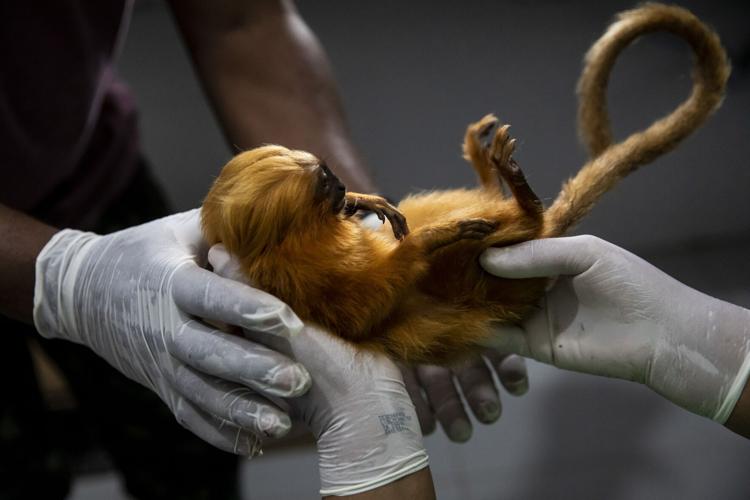 Brazil Golden Monkey Vaccination