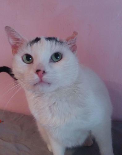 Adopt a friend: Flynn