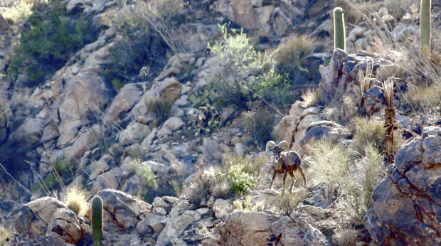 Ram in Catalinas
