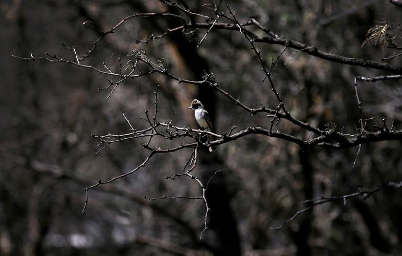 Fire damage to Empire Ranch riparian area