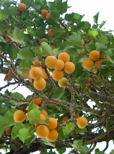 Gold Kist apricot is excellent backyard apricot
