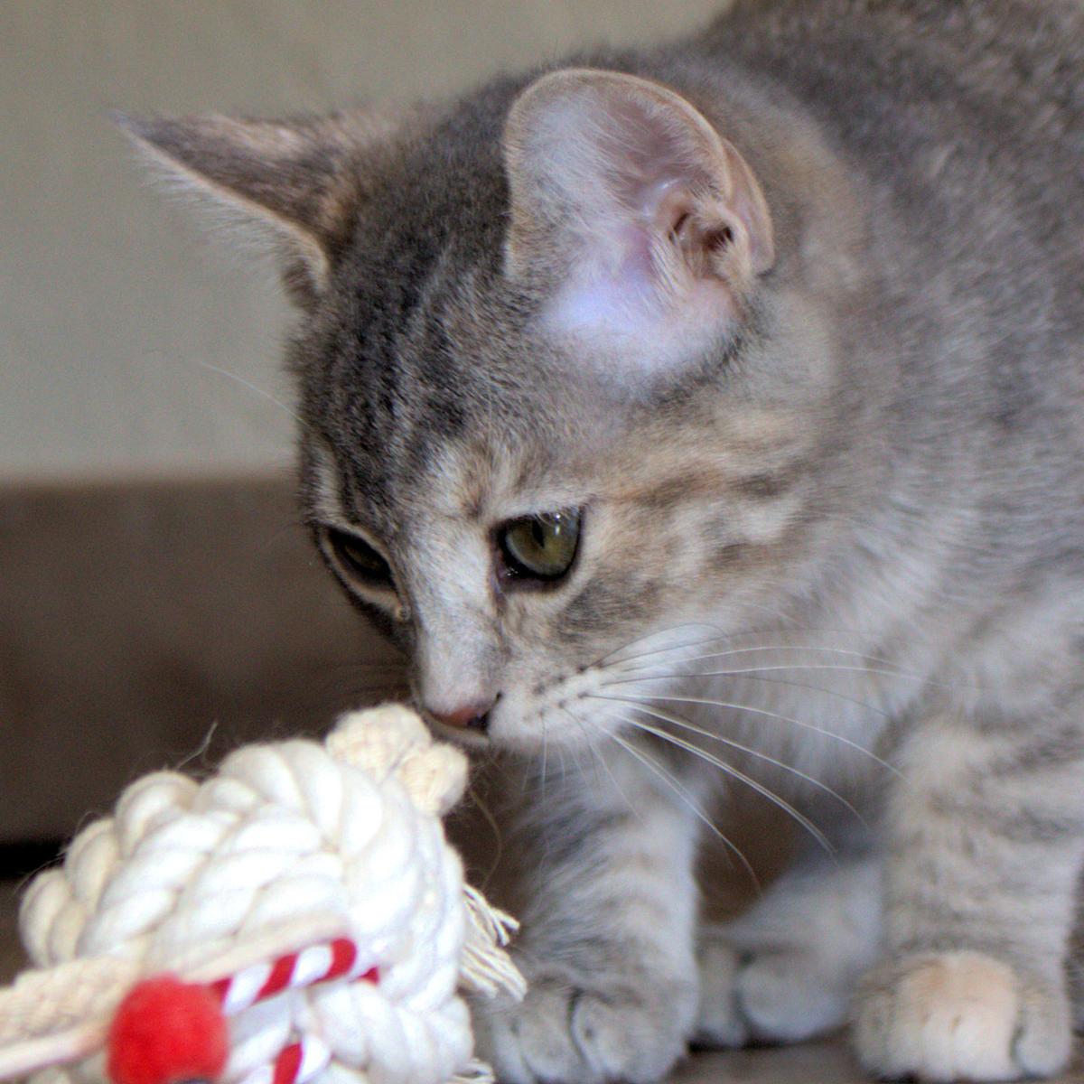 Adopt A Friend: Allie