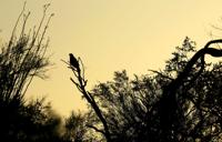 Saguaro National Park