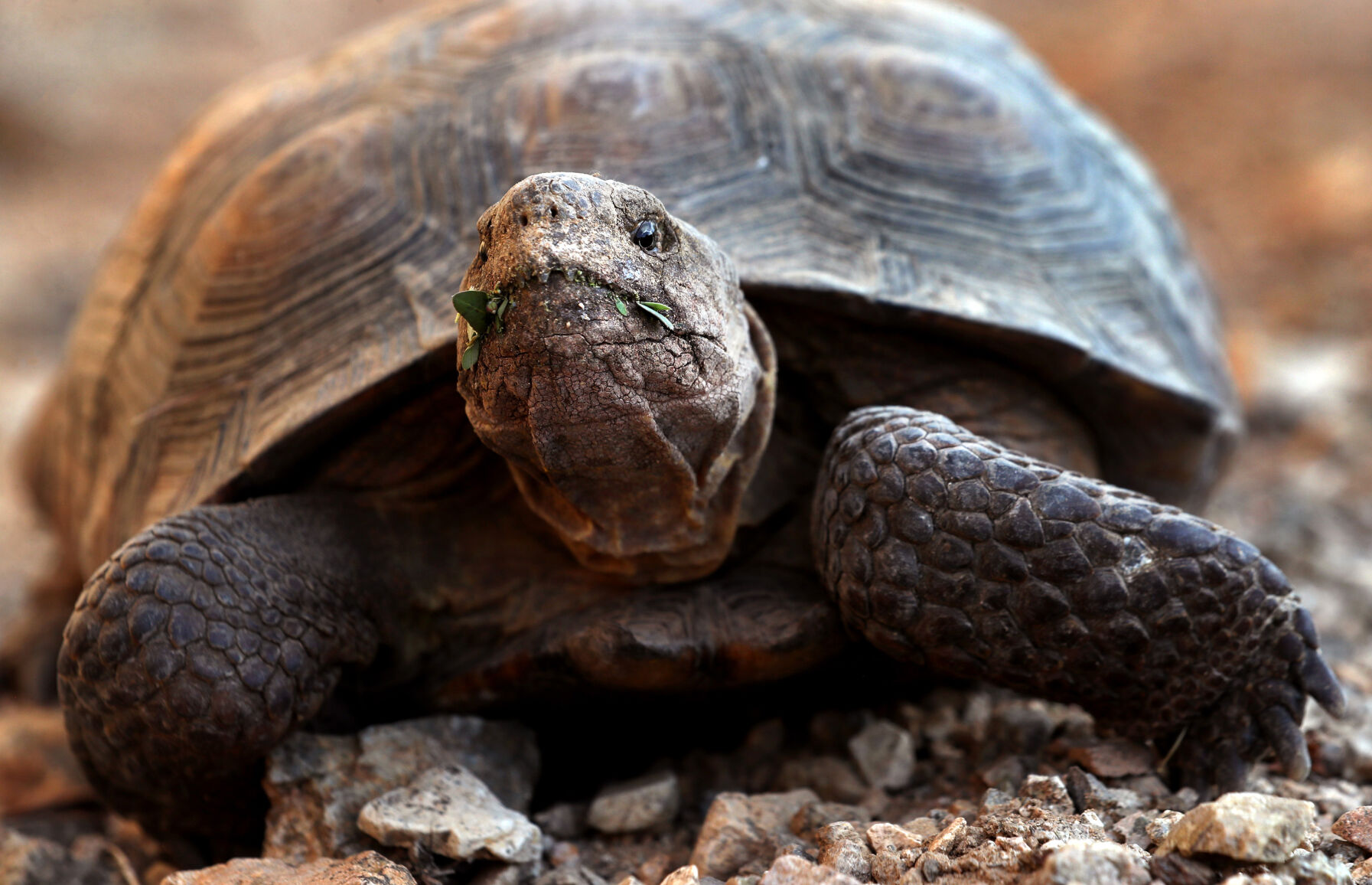 Desert top Tortoise - Arizona Sonoran Desert