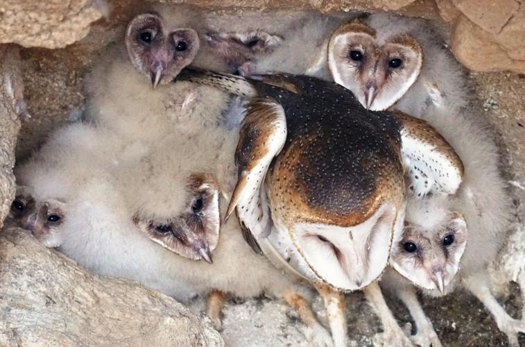 Mother-Barn-Owl-and-6-babies-in-a-mine-shaft.JPG