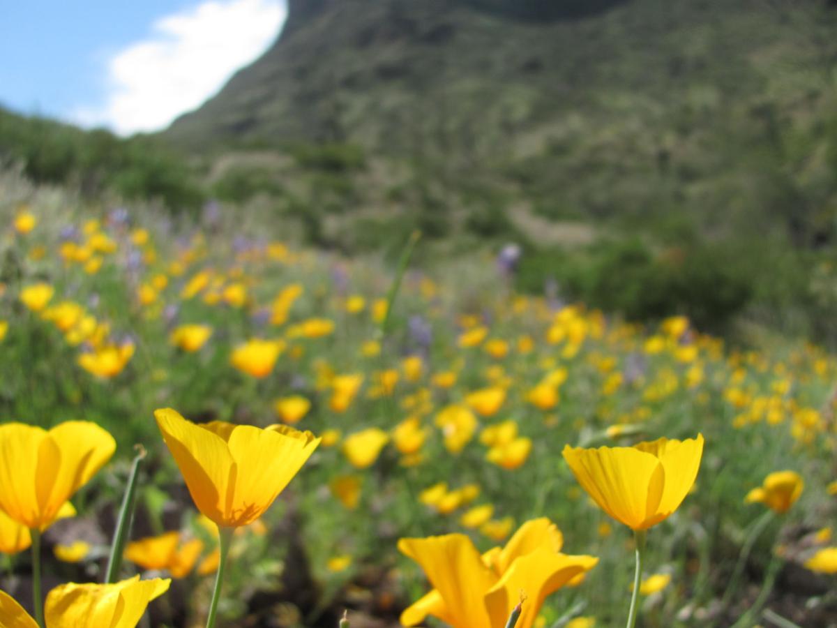 Southwest wildflowers