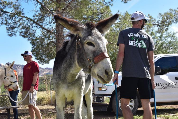 Burro racing? A nod to mining, Arizona communities embraces the competition