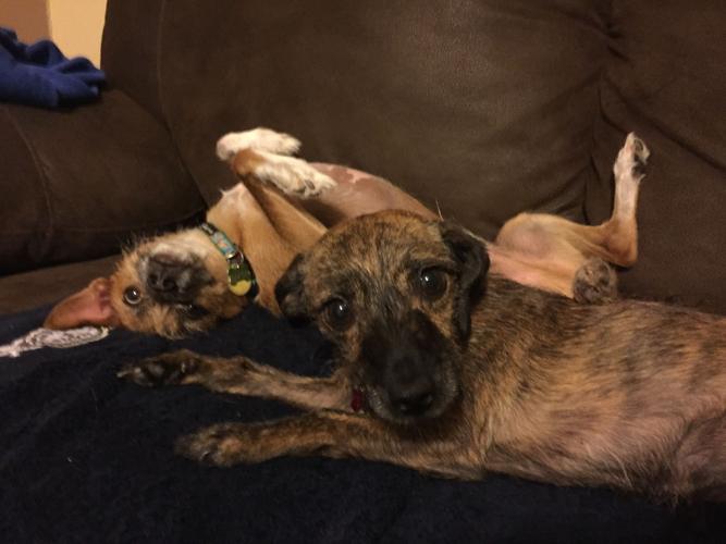 Happy National Dog Day!