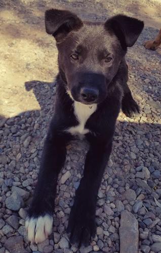 Adopt A Friend: Parker