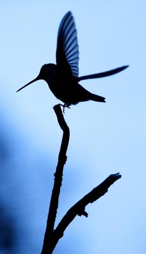 Accounts of hummingbird decline raise question: Is it trend or cycle?   