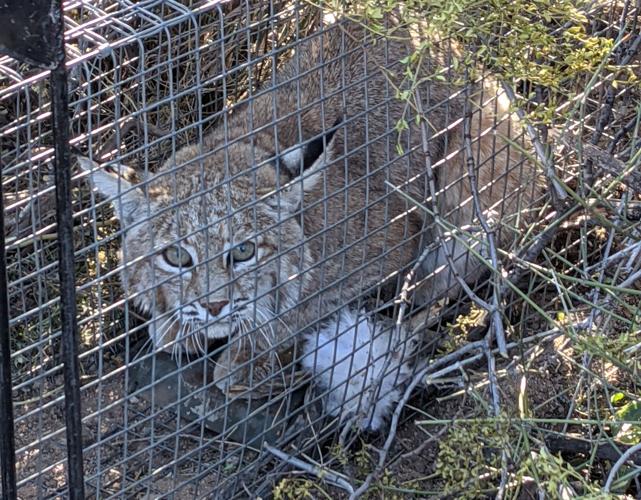 Bobcats, Tumamoc Hill, 2022