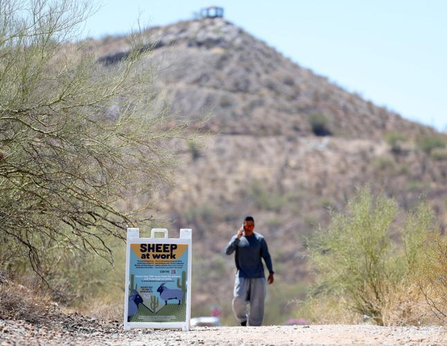 Fight against buffelgrass on 'A' Mountain has weed warriors counting sheep