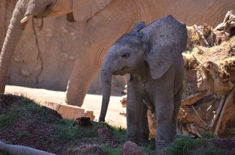 Reid Park Zoo, baby elephant (copy)