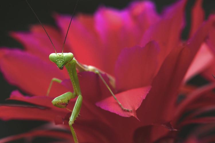 Adventures in Nature: 2016 High School Nature Photo Contest, 2nd place