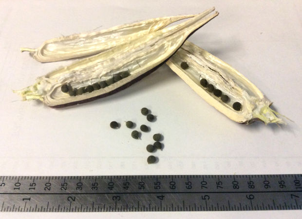 Okra seeds