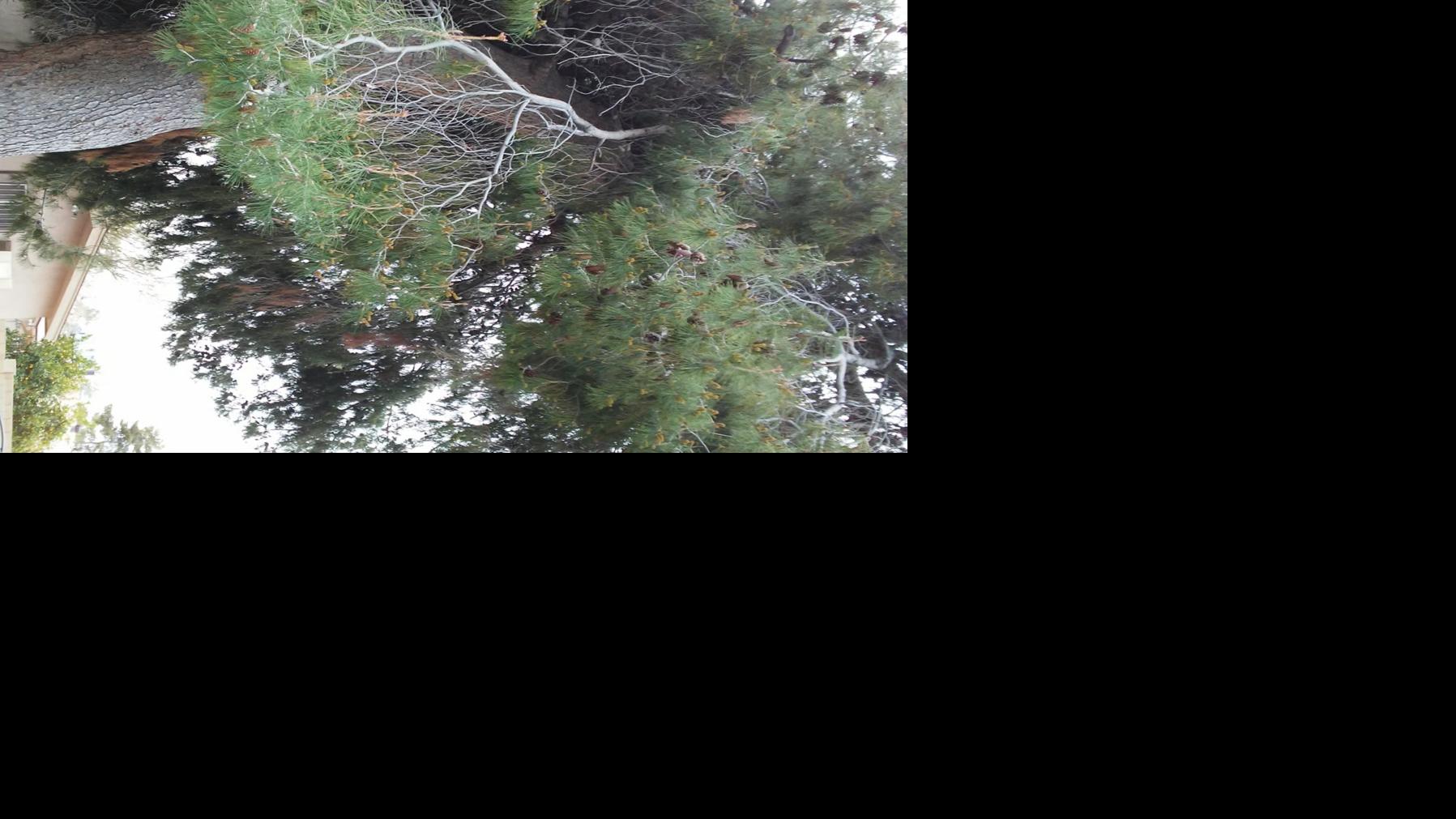 Why Are the Needles Turning Brown on My Pine Tree? Home & Garden
