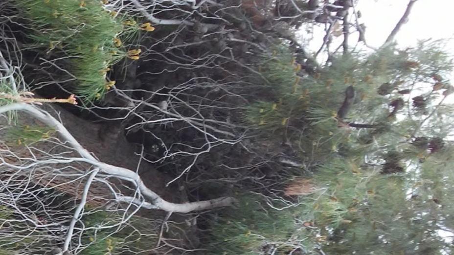 Why Are The Needles Turning Brown On My Pine Tree Home Garden Tucson Com