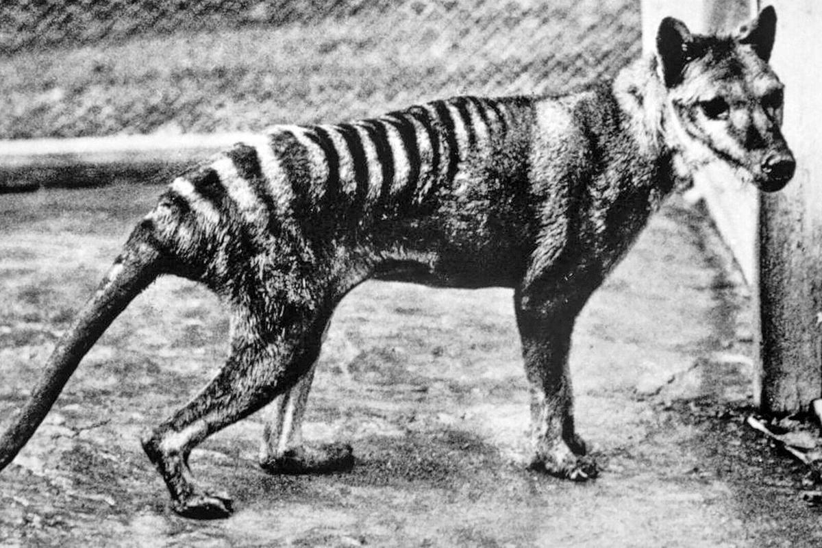 Scientists plan the resurrection of an animal that's been extinct since 1936
