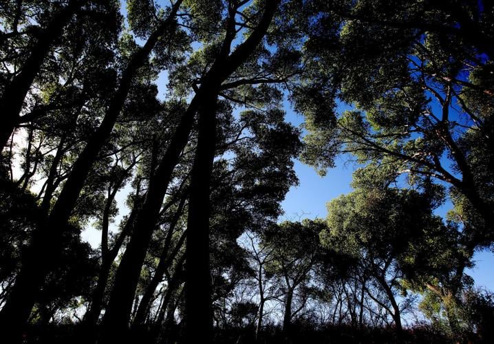 Cottonwood trees at Empire Gulch