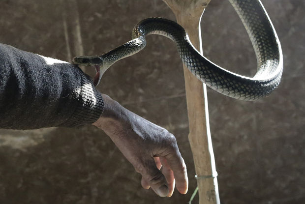 Animal shots of the week