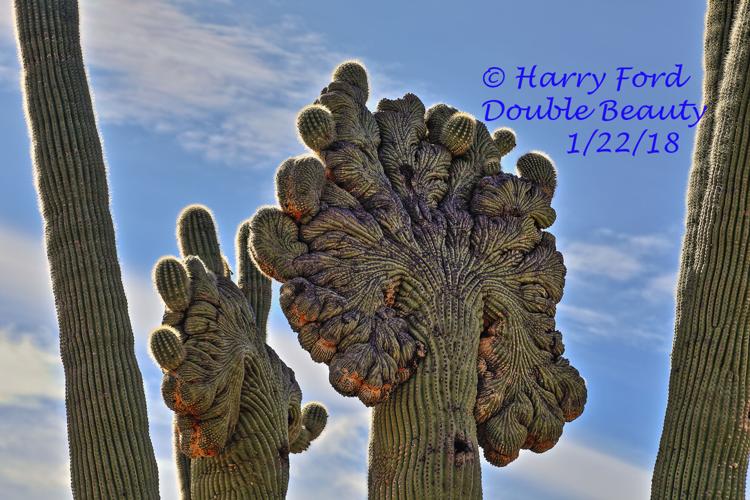 2024-01-28-Crested-Saguaros-by-Harry-Ford.jpeg
