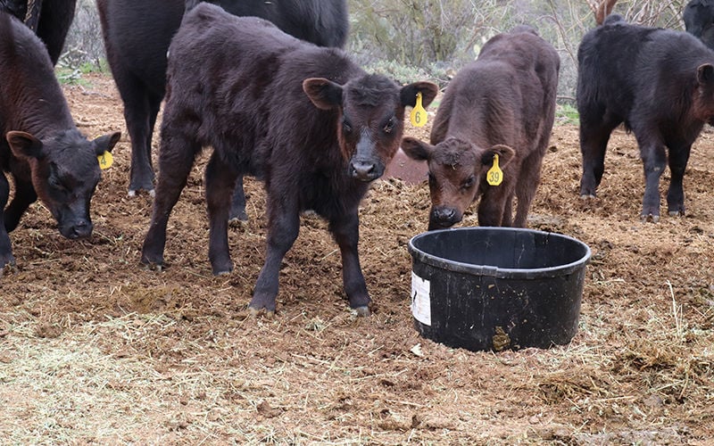 Arizona rancher uses science to raise healthy beef