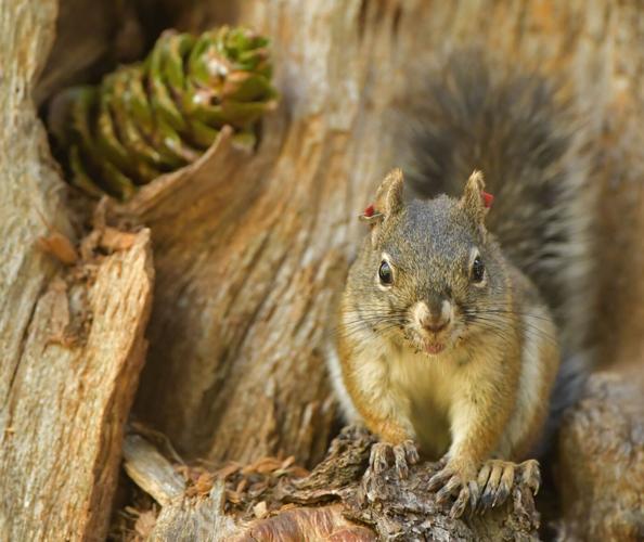Groups help Arizona's endangered Mount Graham red squirrel population grow