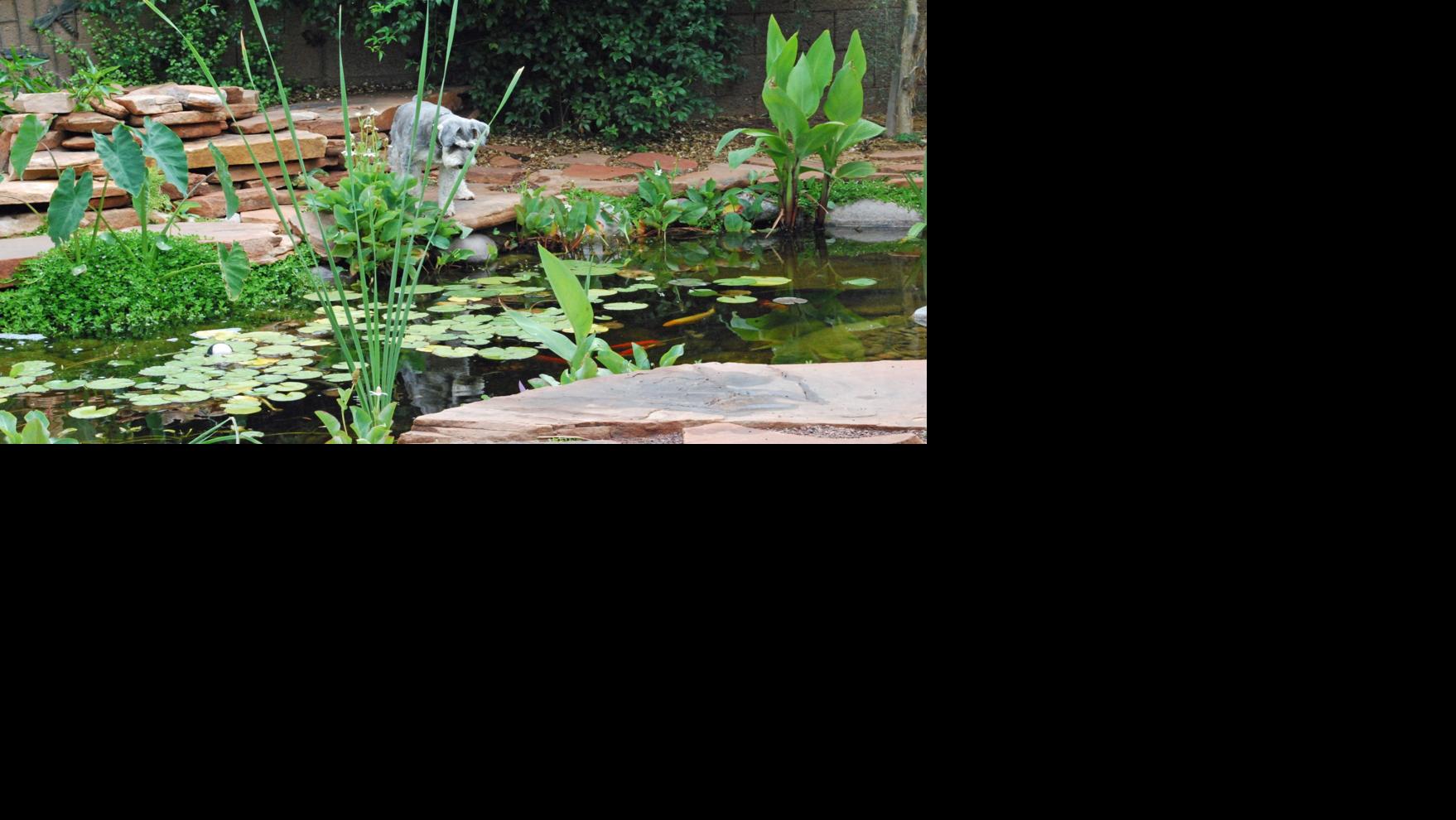 How quickly do mosquitoes breed? Entertainment