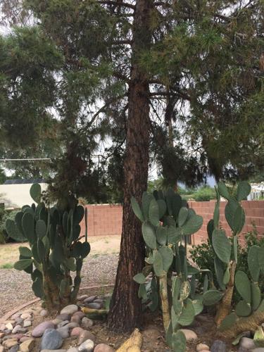 Garden Sage: Pine tree