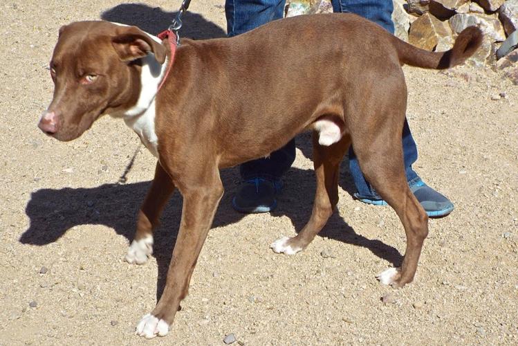 Adopt a friend: Cody