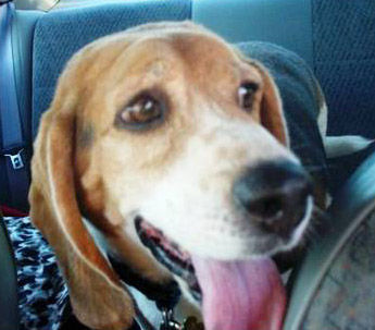 Adopt a Friend: Woody