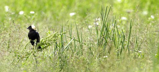 How birdwatchers can help threatened bird populations