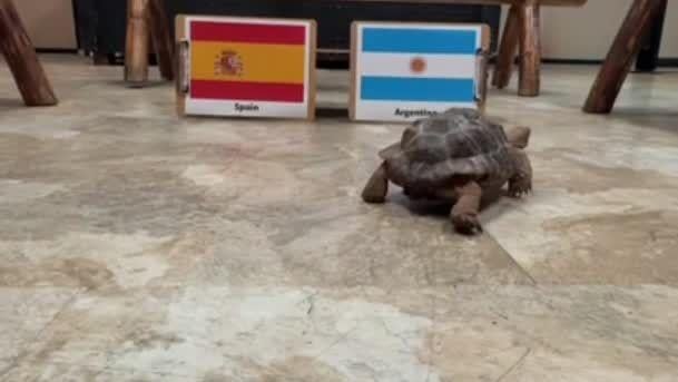 Sonoran Desert Tortoise picks the winner for the World Cup Finals