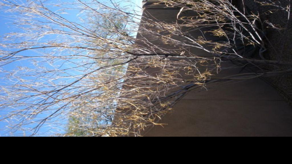 Desert Willow Tree Grows Well In Tucson S Climate Home Life