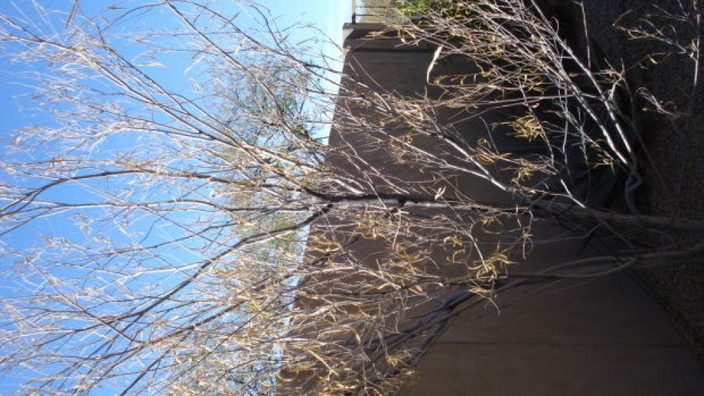 Desert Willow Tree Grows Well In Tucson S Climate Home Life