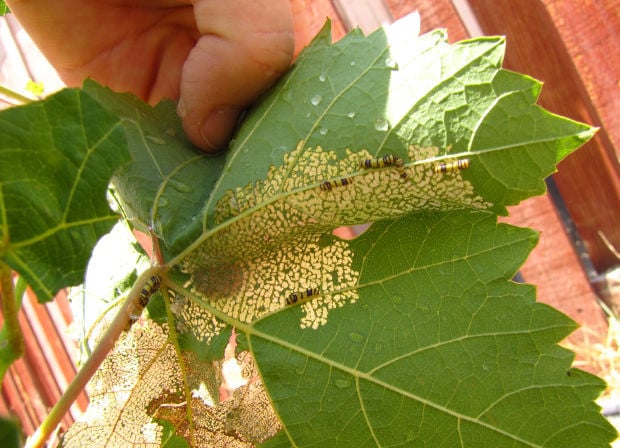 Grape leaf lunch