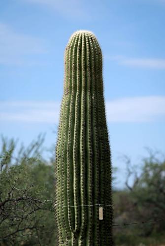 Tohono O'odham fight saguaro removal along border